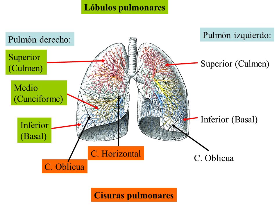Lóbulos pulmonares Pulmón izquierdo: Pulmón derecho: Superior. (Culmen) Superior (Culmen) Inferior (Basal)