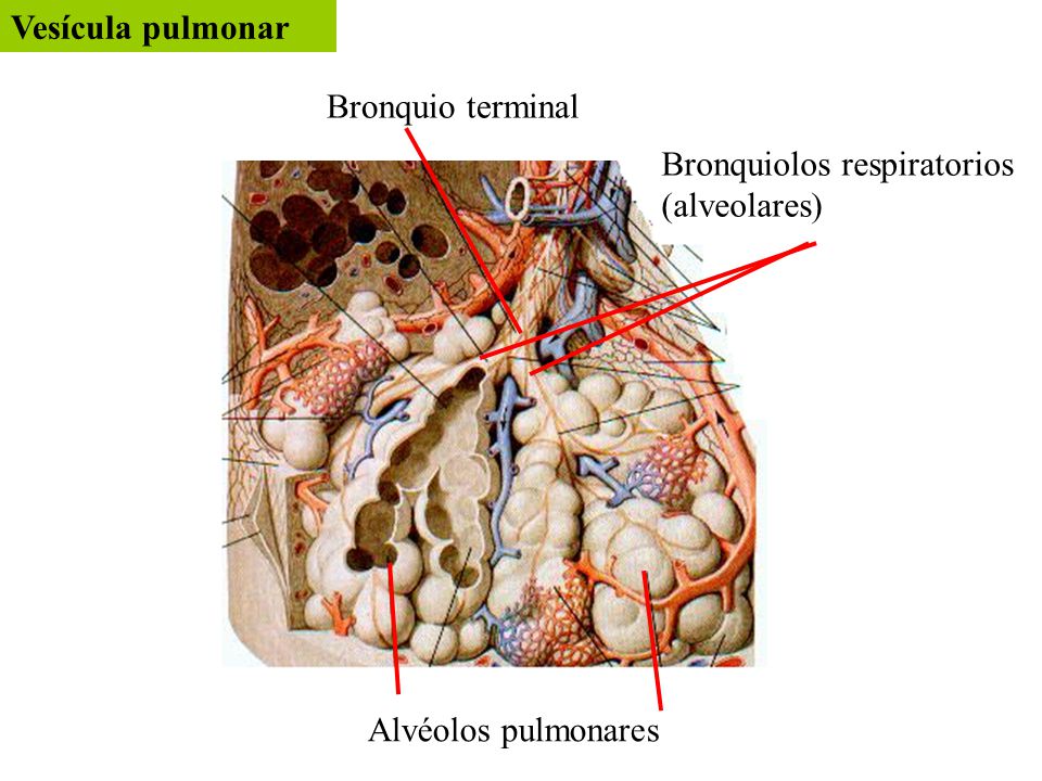 Vesícula pulmonar Bronquio terminal Bronquiolos respiratorios (alveolares) Alvéolos pulmonares
