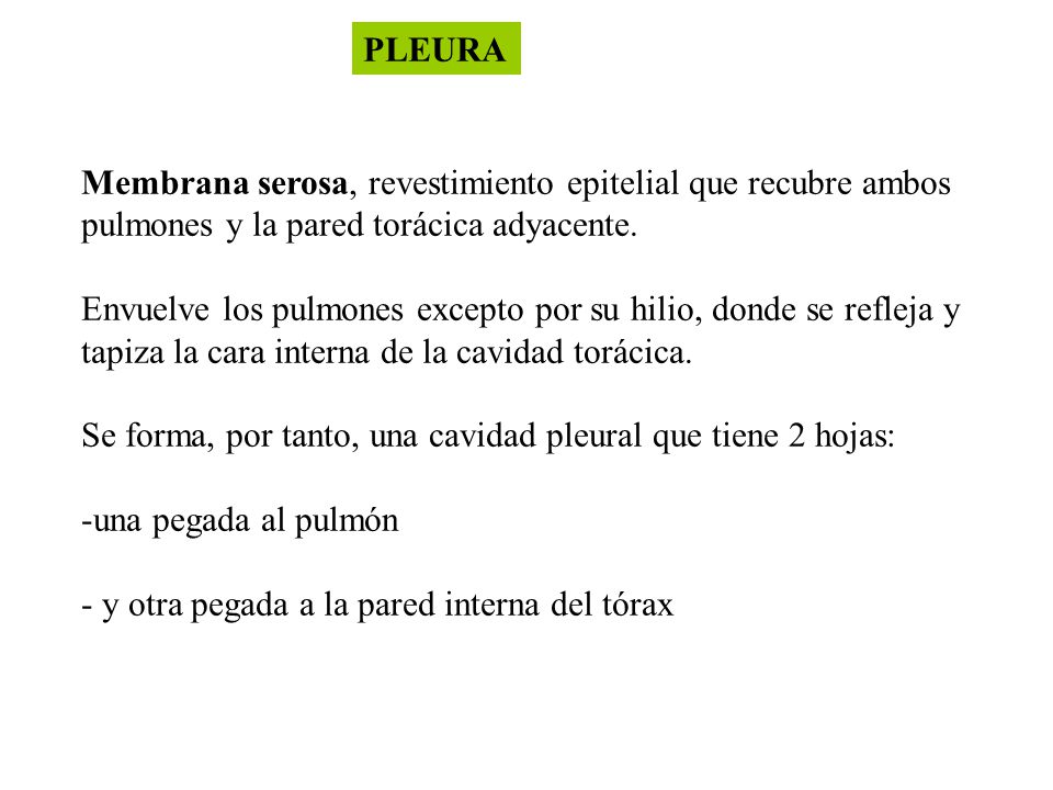 PLEURA Membrana serosa, revestimiento epitelial que recubre ambos. pulmones y la pared torácica adyacente.