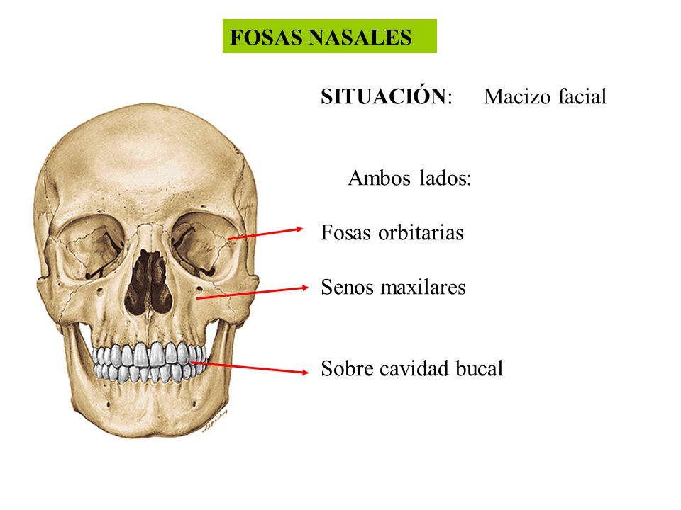 FOSAS NASALES SITUACIÓN: Macizo facial. Ambos lados: Fosas orbitarias.