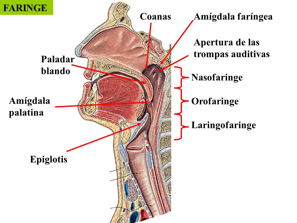 FARINGE Coanas. Amígdala faríngea. Apertura de las trompas auditivas. Paladar. blando. Nasofaringe.