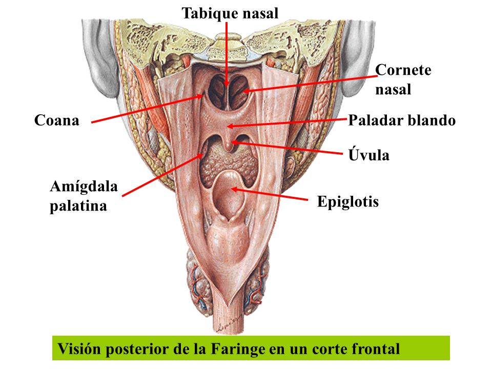 Tabique nasal Cornete. nasal. Coana. Paladar blando.