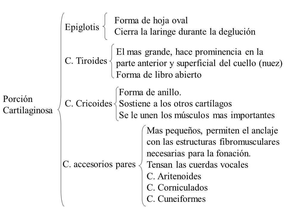 Forma de hoja oval Cierra la laringe durante la deglución. Epiglotis. El mas grande, hace prominencia en la.