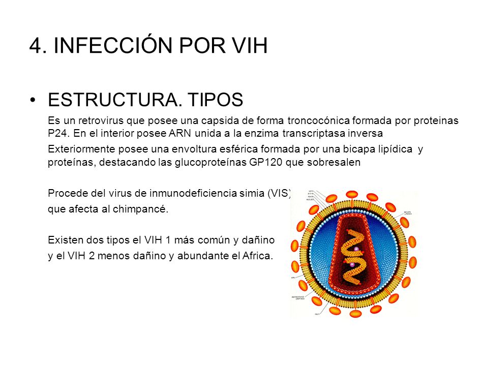 4. INFECCIÓN POR VIH ESTRUCTURA. TIPOS
