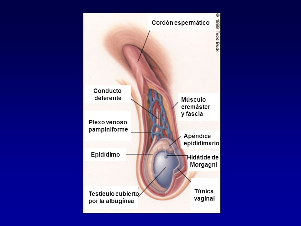 Cordón espermático Conducto. deferente. Músculo. cremáster. y fascia. Plexo venoso. pampiniforme.