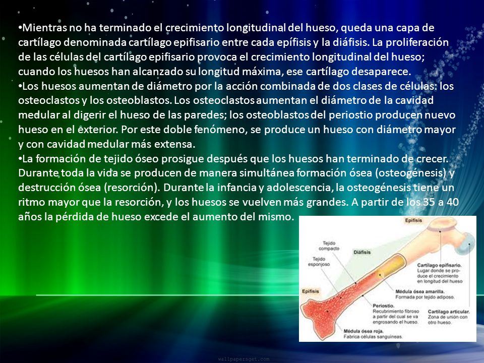 Mientras no ha terminado el crecimiento longitudinal del hueso, queda una capa de cartílago denominada cartílago epifisario entre cada epífisis y la diáfisis. La proliferación de las células del cartílago epifisario provoca el crecimiento longitudinal del hueso; cuando los huesos han alcanzado su longitud máxima, ese cartílago desaparece.