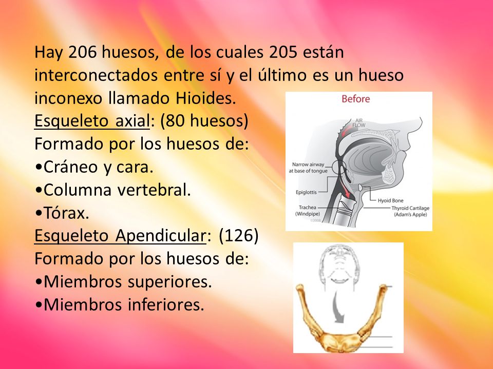 Hay 206 huesos, de los cuales 205 están interconectados entre sí y el último es un hueso inconexo llamado Hioides.