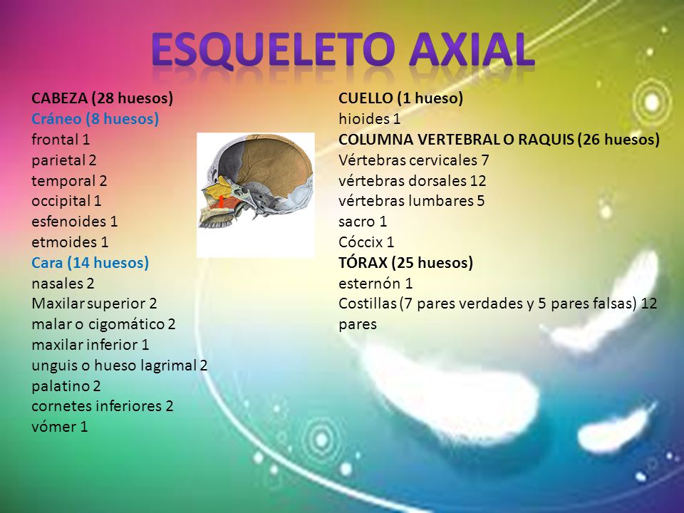 Esqueleto Axial CABEZA (28 huesos) Cráneo (8 huesos) frontal 1