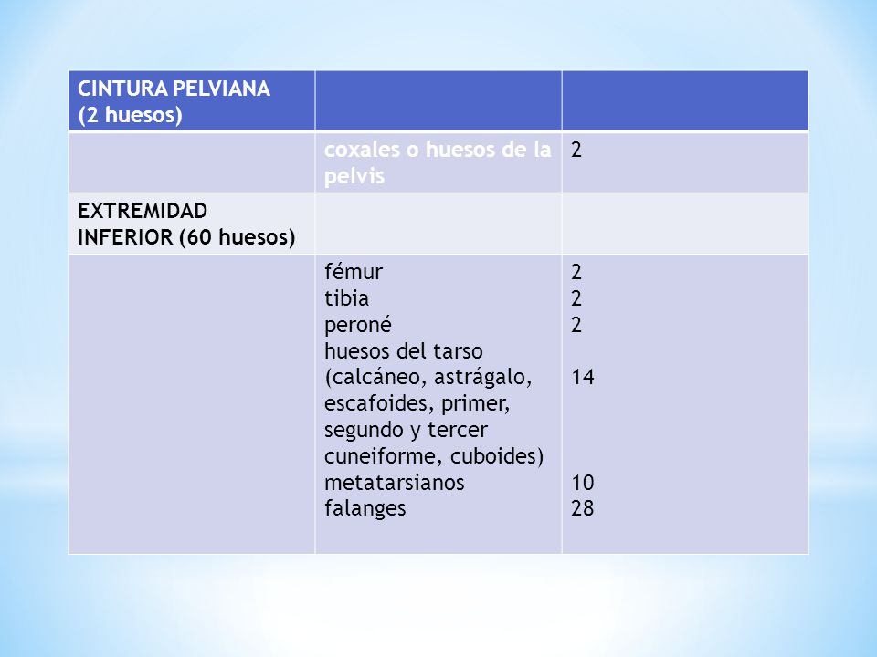 CINTURA PELVIANA (2 huesos) coxales o huesos de la pelvis. 2. EXTREMIDAD INFERIOR (60 huesos) fémur.