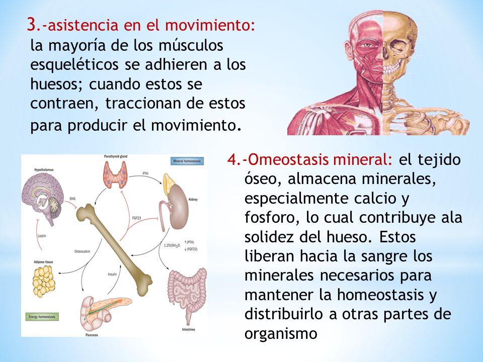 3.-asistencia en el movimiento: la mayoría de los músculos esqueléticos se adhieren a los huesos; cuando estos se contraen, traccionan de estos para producir el movimiento.