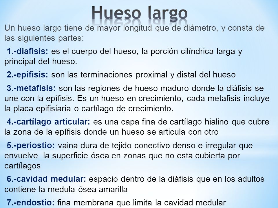 Hueso largo