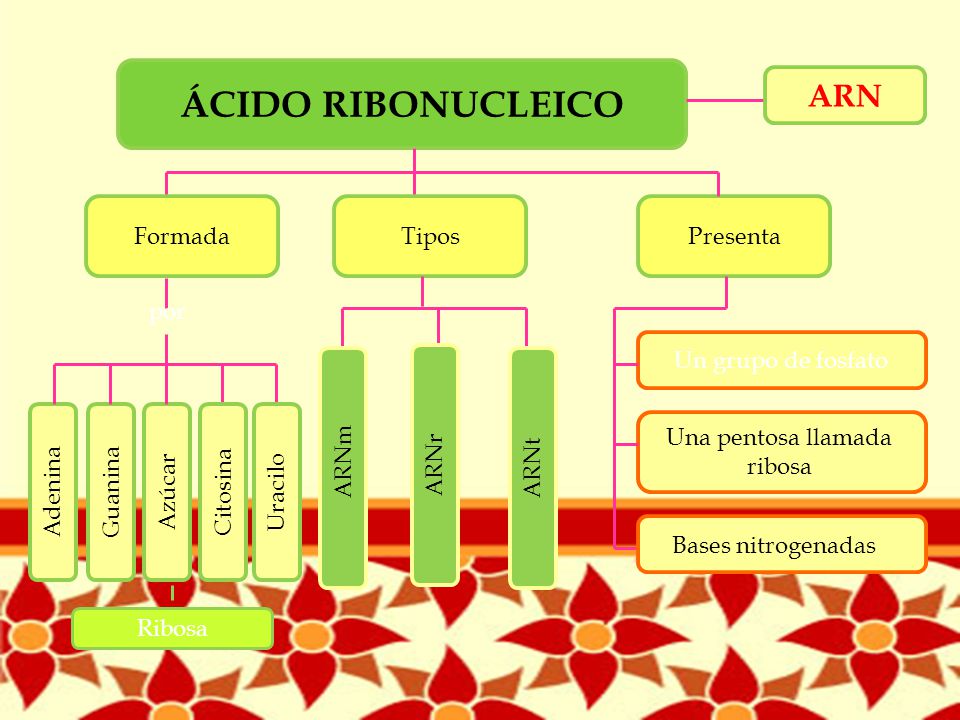 ÁCIDO RIBONUCLEICO ARN Formada por Adenina Guanina Azúcar Citosina
