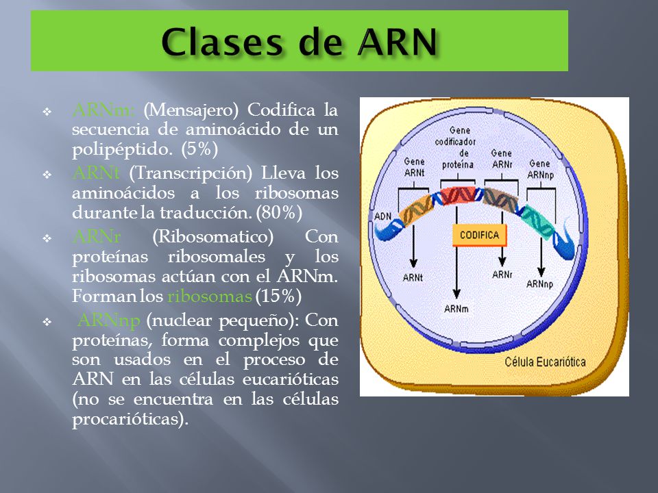 Clases de ARN ARNm: (Mensajero) Codifica la secuencia de aminoácido de un polipéptido. (5%)