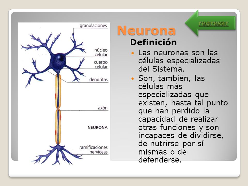 Neurona regresar. Definición. Las neuronas son las células especializadas del Sistema.