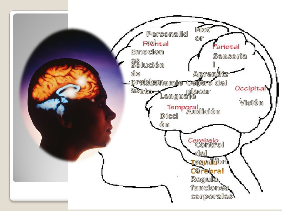 Motor Personalidad. Emociones. Sensorial. Solución de problemas. Aprendizaje. Razonamiento. Centro del placer.