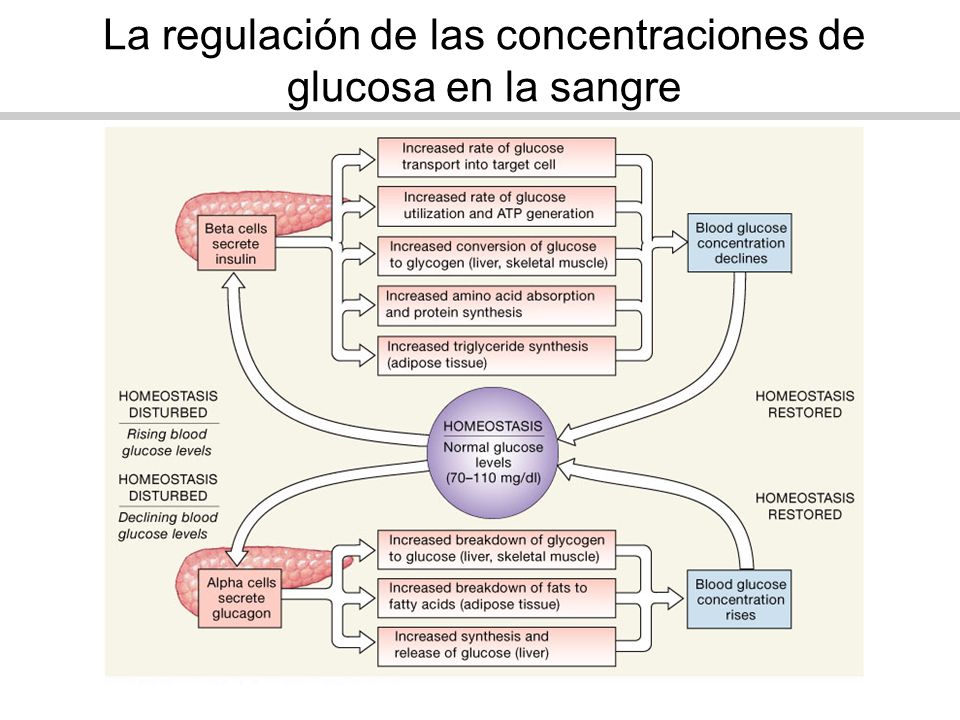 La regulación de las concentraciones de glucosa en la sangre