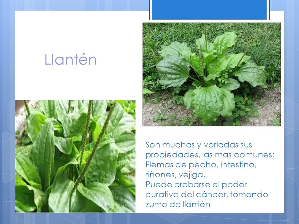 Llantén Son muchas y variadas sus propiedades, las mas comunes: Flemas de pecho, intestino, riñones, vejiga.