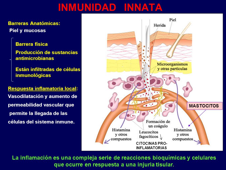 INMUNIDAD INNATA Barreras Anatómicas: Piel y mucosas. Respuesta inflamatoria local: Vasodilatación y aumento de.