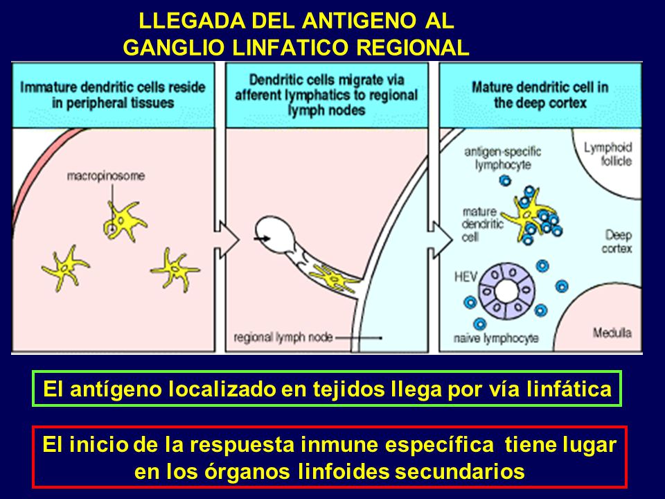 LLEGADA DEL ANTIGENO AL GANGLIO LINFATICO REGIONAL