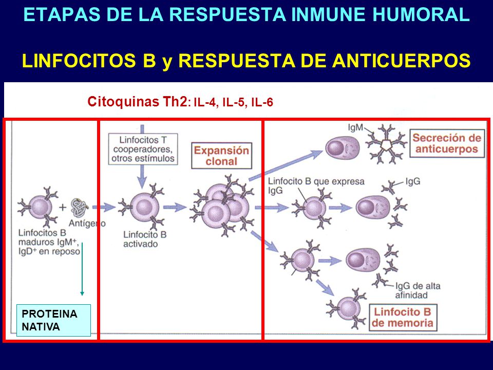 ETAPAS DE LA RESPUESTA INMUNE HUMORAL LINFOCITOS B y RESPUESTA DE ANTICUERPOS