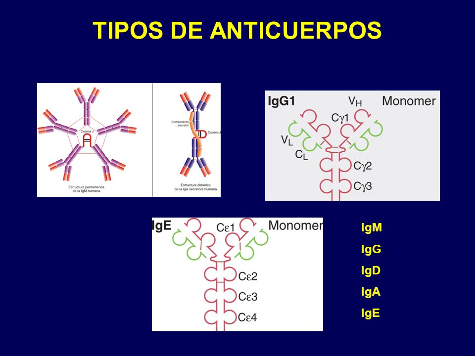 TIPOS DE ANTICUERPOS IgM IgG IgD IgA IgE