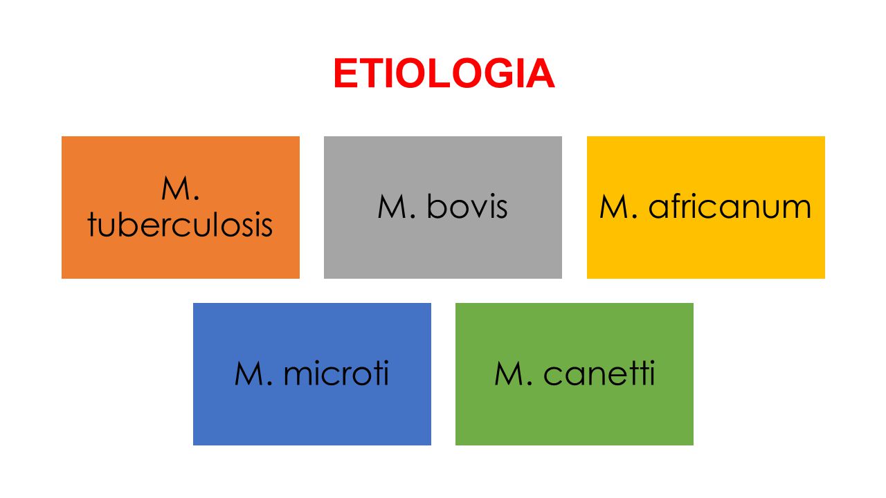 ETIOLOGIA M. tuberculosis M. bovis M. africanum M. microti M. canetti