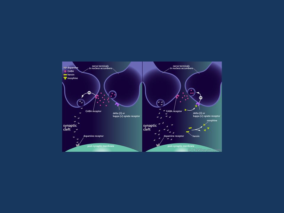 Heroin modifies the action of dopamine in the nucleus accumbens and the ventral tegmental area of the brain – these areas form part of the brain’s ‘reward pathway’.