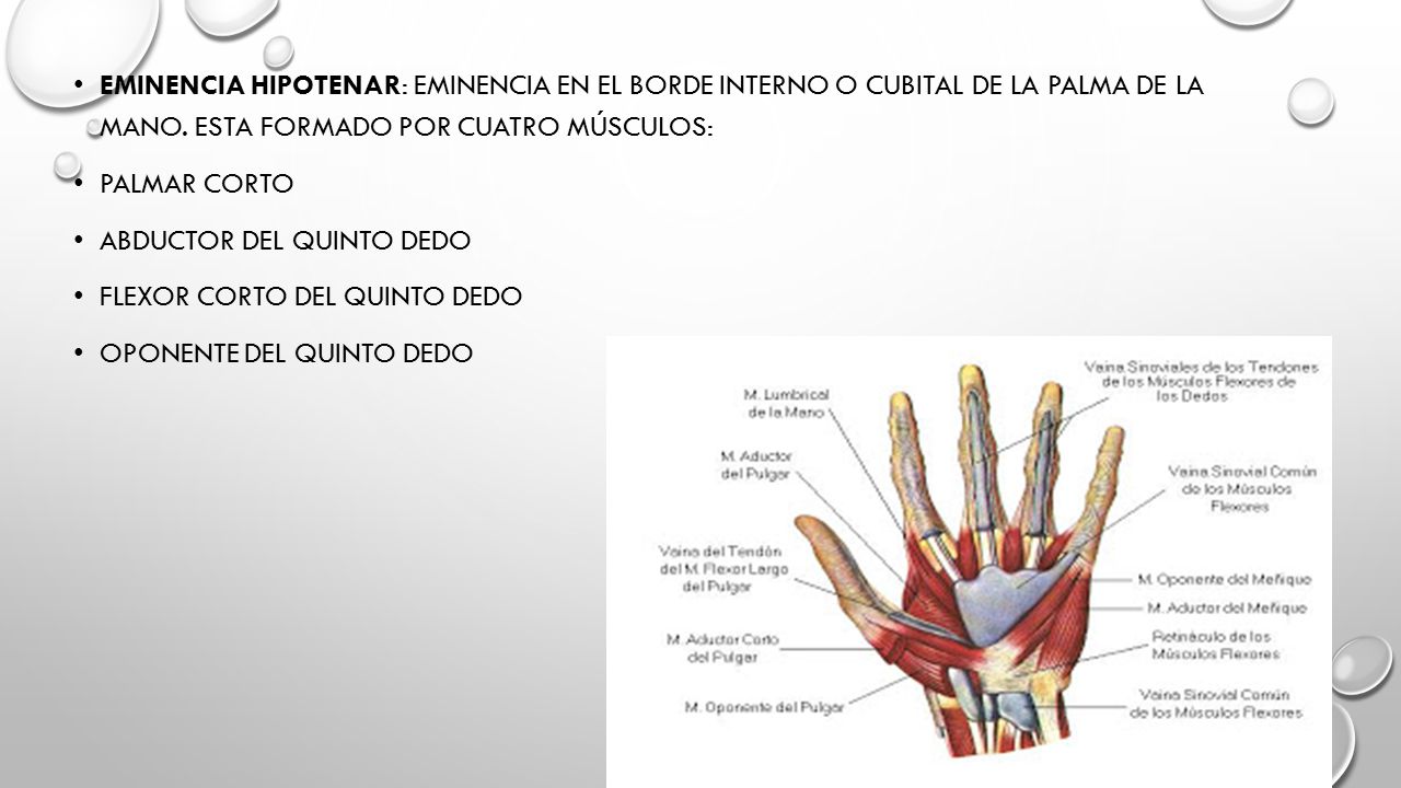 Eminencia hipotenar: eminencia en el borde interno o cubital de la palma de la mano. Esta formado por cuatro músculos: