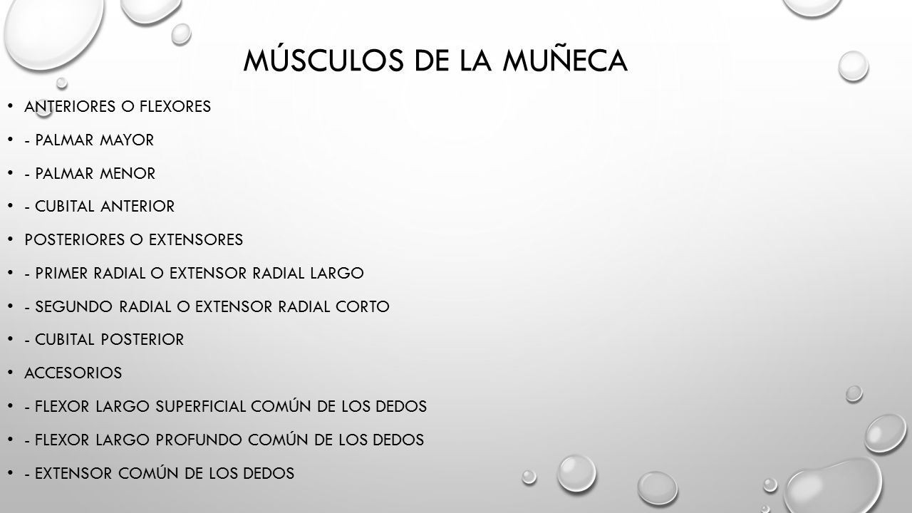 Músculos de la muñeca Anteriores o flexores - Palmar mayor