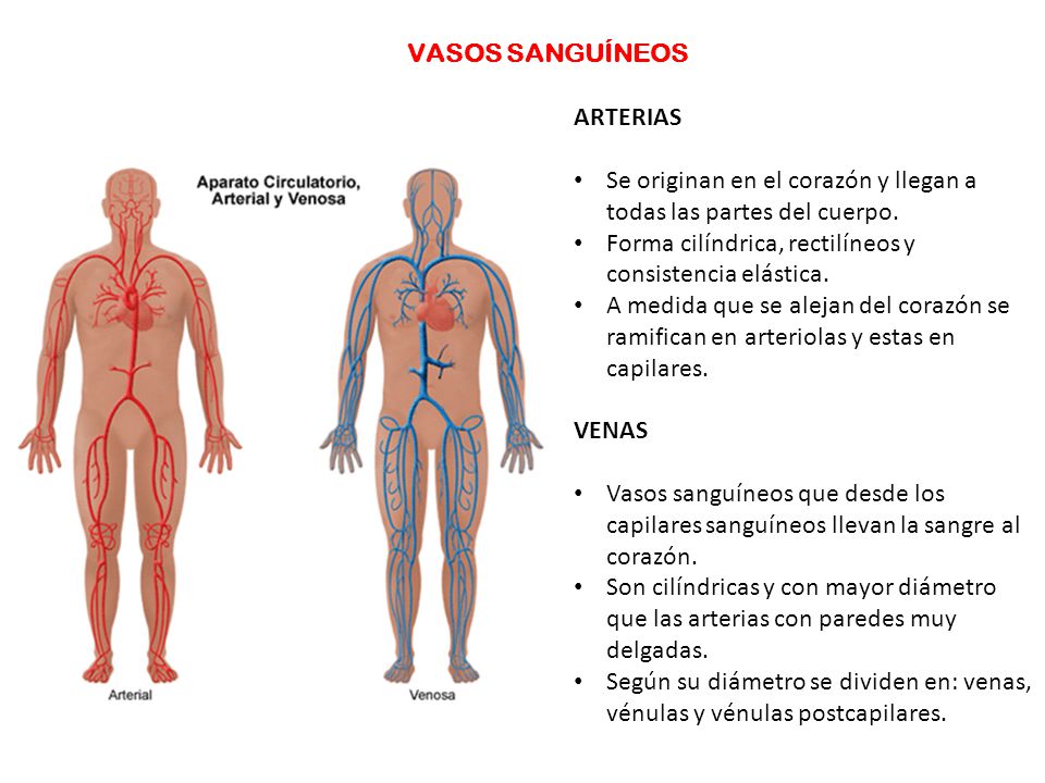 VASOS SANGUÍNEOS ARTERIAS. Se originan en el corazón y llegan a todas las partes del cuerpo. Forma cilíndrica, rectilíneos y consistencia elástica.