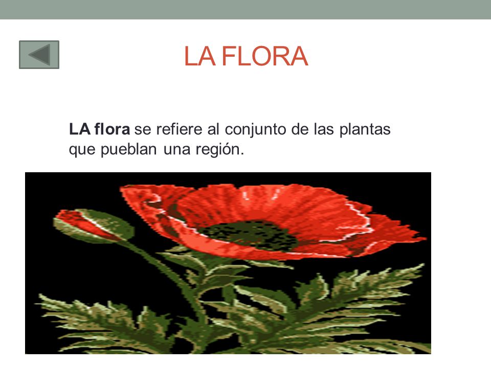 LA FLORA LA flora se refiere al conjunto de las plantas que pueblan una región.