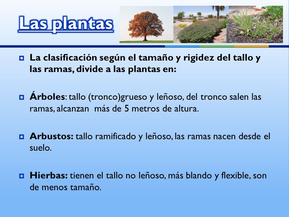 Las plantas La clasificación según el tamaño y rigidez del tallo y las ramas, divide a las plantas en: