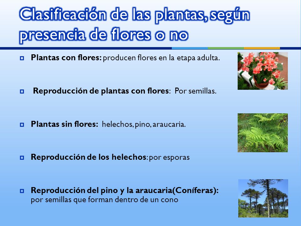 Clasificación de las plantas, según presencia de flores o no