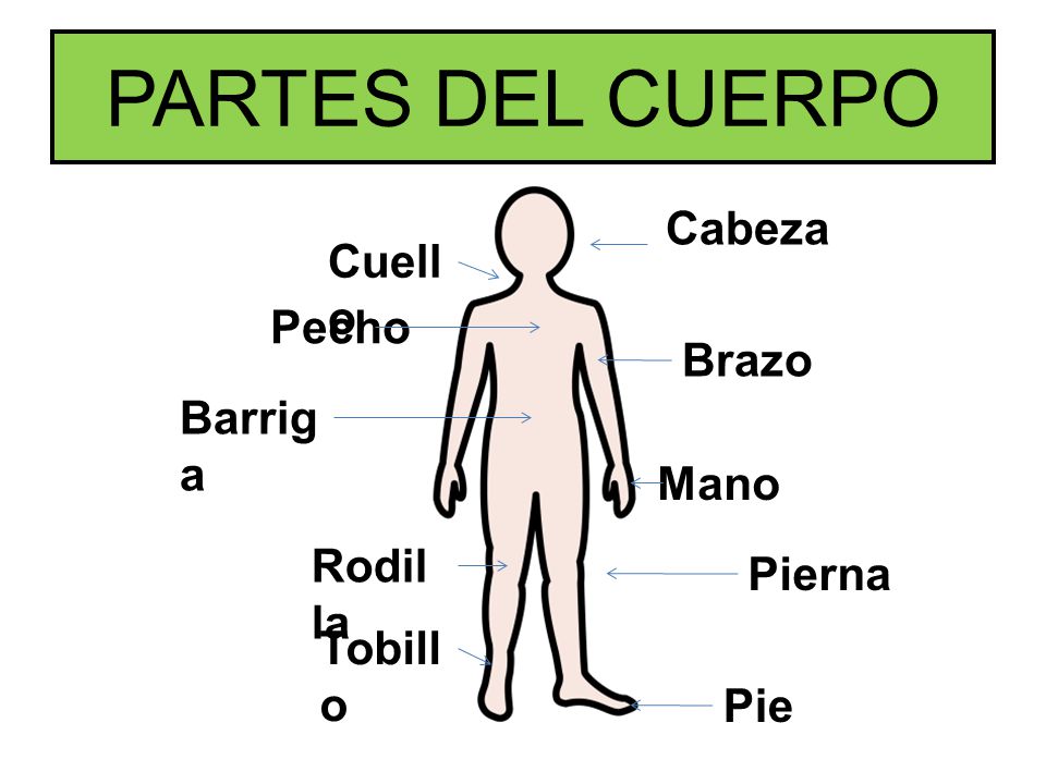 PARTES DEL CUERPO Cabeza Cuello Pecho Brazo Barriga Mano Rodilla