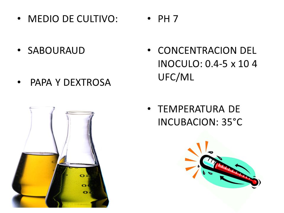 MEDIO DE CULTIVO: SABOURAUD. PAPA Y DEXTROSA. PH 7. CONCENTRACION DEL INOCULO: x 10 4 UFC/ML.
