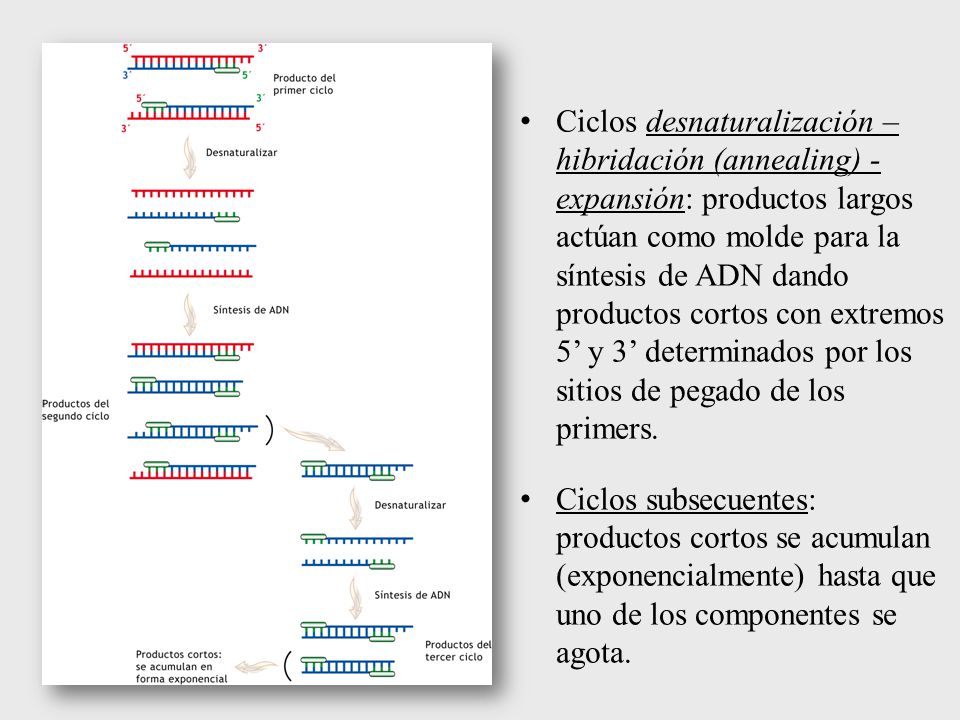 Ciclos desnaturalización – hibridación (annealing) - expansión: productos largos actúan como molde para la síntesis de ADN dando productos cortos con extremos 5’ y 3’ determinados por los sitios de pegado de los primers.