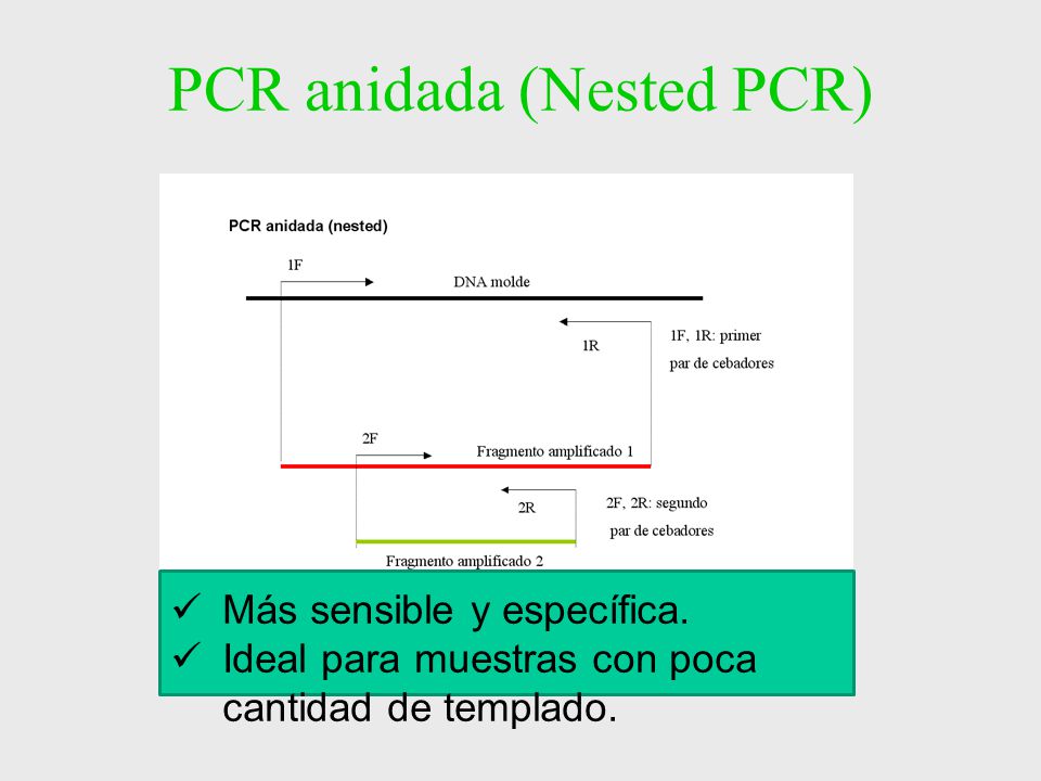 Reacción en Cadena de la Polimerasa (PCR) - ppt video 