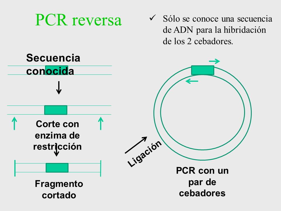 Corte con enzima de restricción PCR con un par de cebadores
