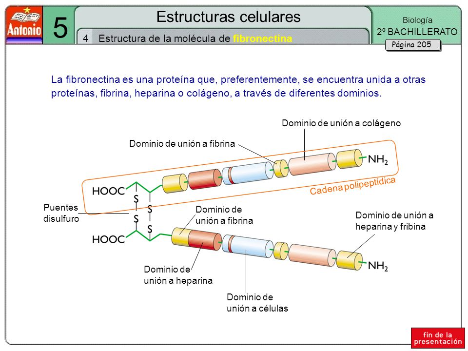 5 Estructuras celulares 4 Estructura de la molécula de fibronectina