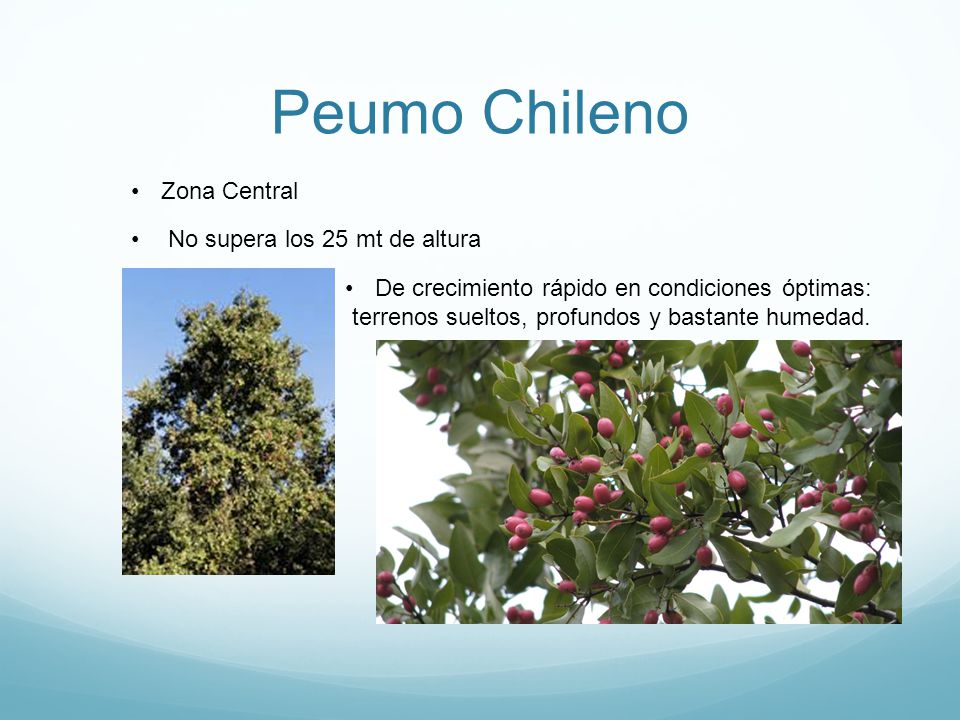 Peumo Chileno Zona Central No supera los 25 mt de altura