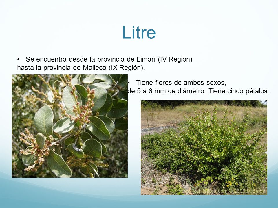 Litre Se encuentra desde la provincia de Limarí (IV Región)