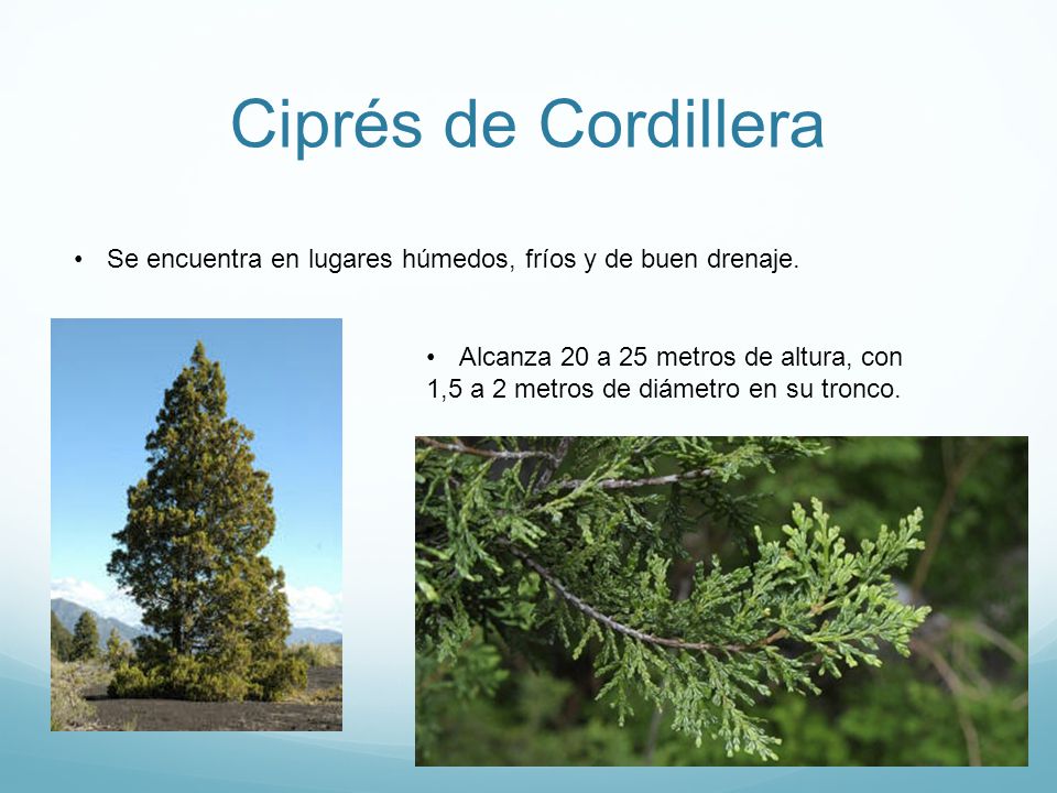 Ciprés de Cordillera Se encuentra en lugares húmedos, fríos y de buen drenaje. Alcanza 20 a 25 metros de altura, con.