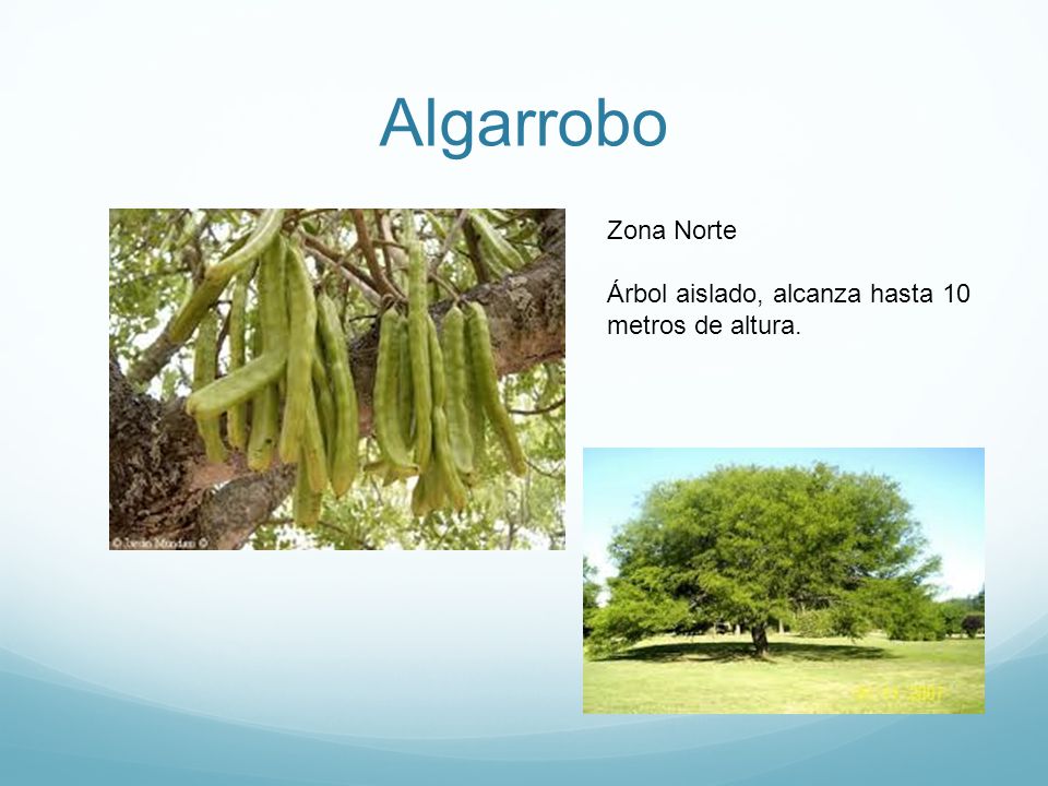 Algarrobo Zona Norte Árbol aislado, alcanza hasta 10 metros de altura.