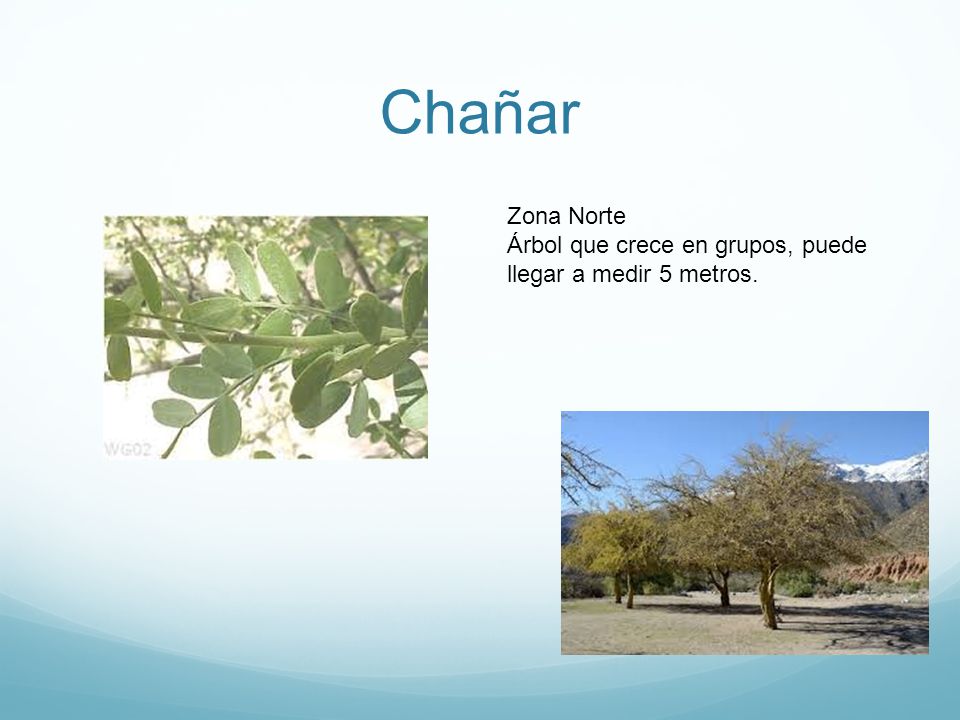 Chañar Zona Norte Árbol que crece en grupos, puede llegar a medir 5 metros.
