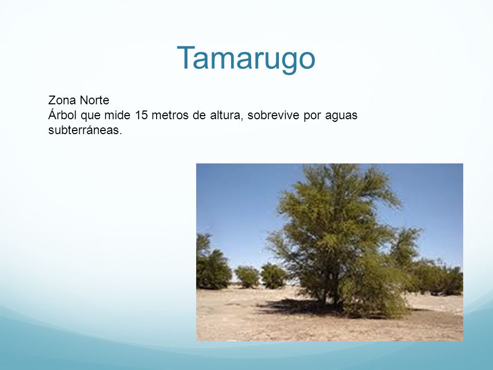 Tamarugo Zona Norte Árbol que mide 15 metros de altura, sobrevive por aguas subterráneas.