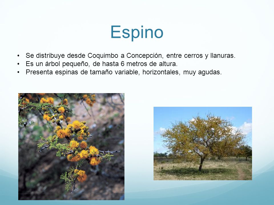 Espino Se distribuye desde Coquimbo a Concepción, entre cerros y llanuras. Es un árbol pequeño, de hasta 6 metros de altura.
