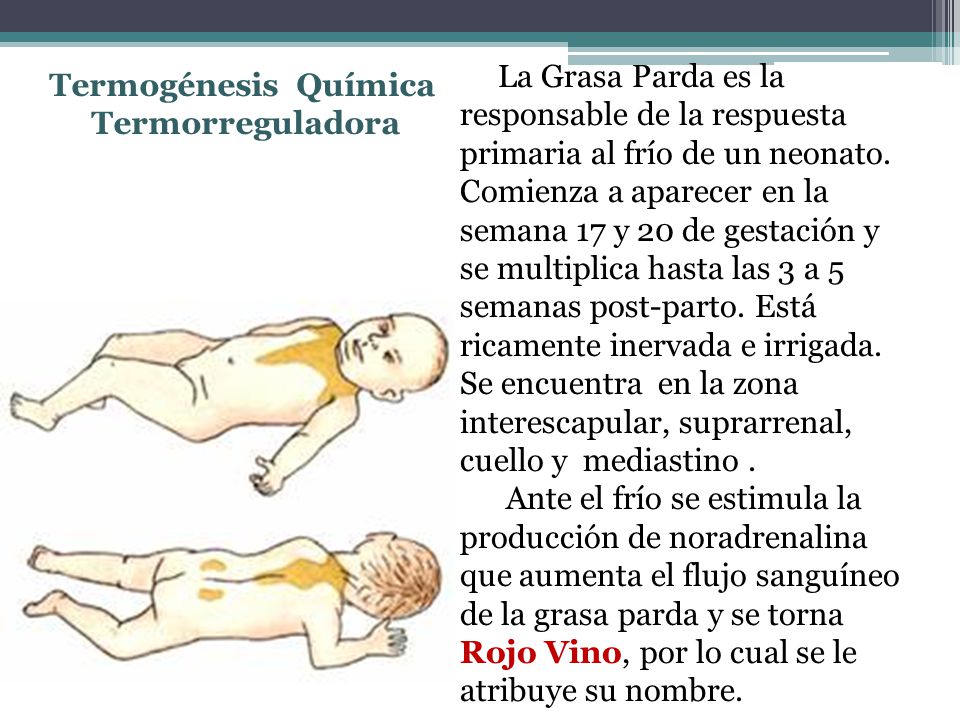 La Grasa Parda es la responsable de la respuesta primaria al frío de un neonato. Comienza a aparecer en la semana 17 y 20 de gestación y se multiplica hasta las 3 a 5 semanas post-parto. Está ricamente inervada e irrigada. Se encuentra en la zona interescapular, suprarrenal, cuello y mediastino .