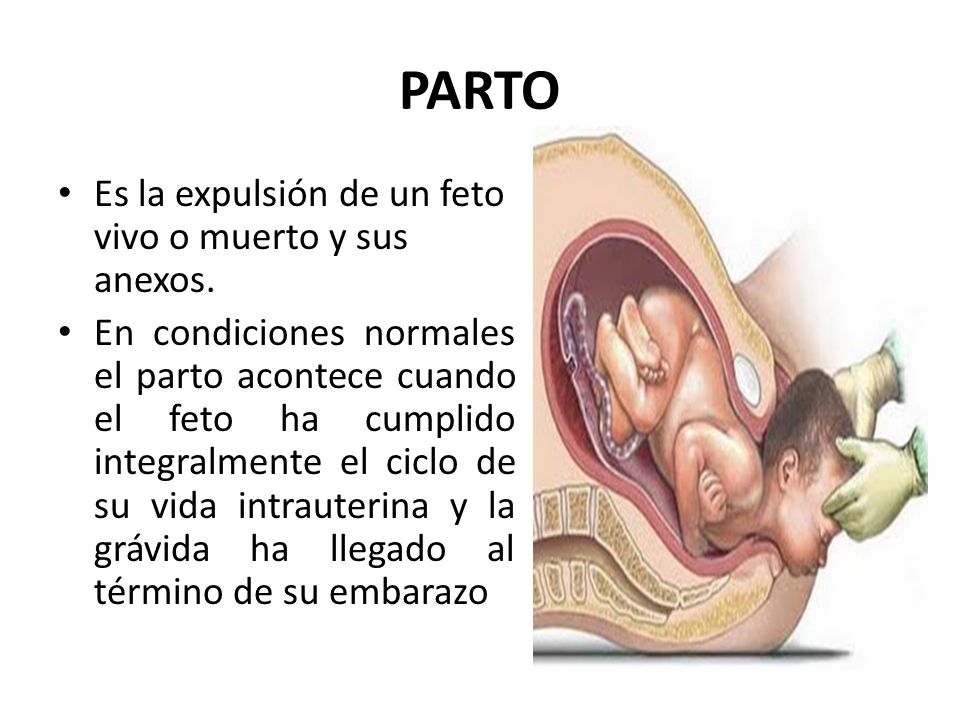 PARTO Es la expulsión de un feto vivo o muerto y sus anexos.