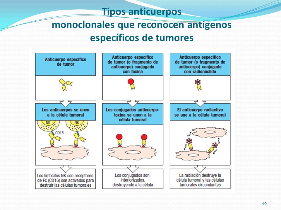 Tipos anticuerpos monoclonales que reconocen antígenos específicos de tumores