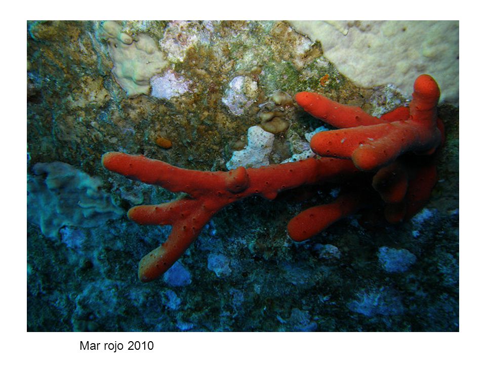 Mar rojo 2010
